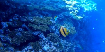 В Израиле уверены, что кораллы в Красном море исчезнут в ближайшем будущем