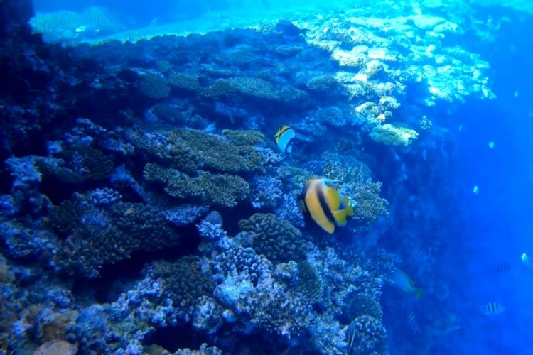 В Израиле уверены, что кораллы в Красном море исчезнут в ближайшем будущем