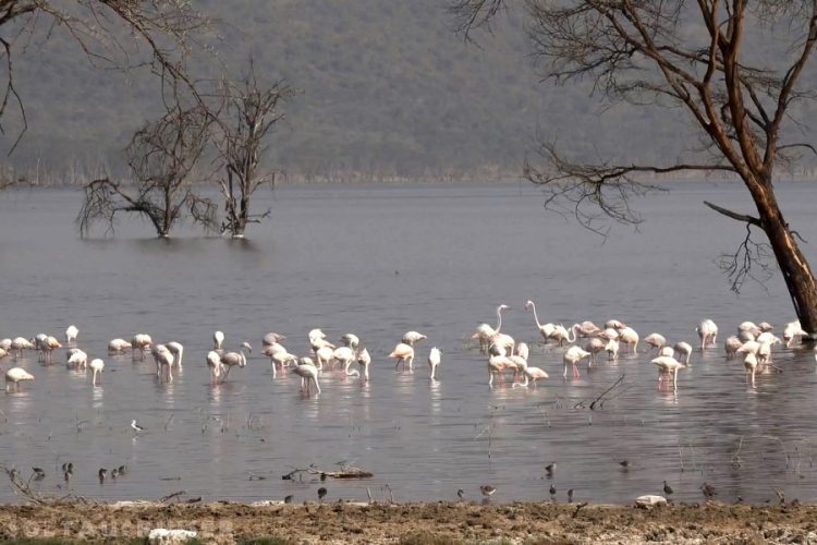 Кения уверяет, что туристы будут максимально защищены