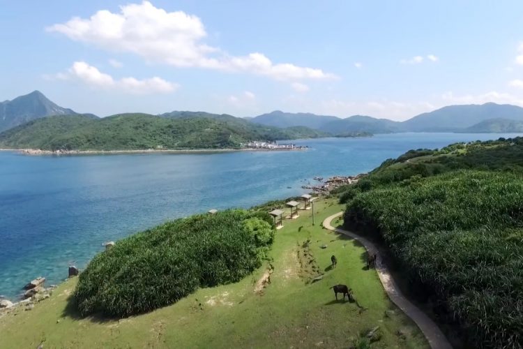 Популярный остров с коровами сильно пострадал от туристов