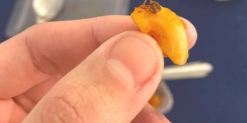 Постояльца тайского отеля будут судить за то, что нашел таракана в еде