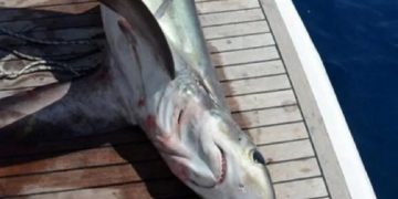 новость 20-03-2021 На пляж Анталии выбросило погибшую во время шторма акулу