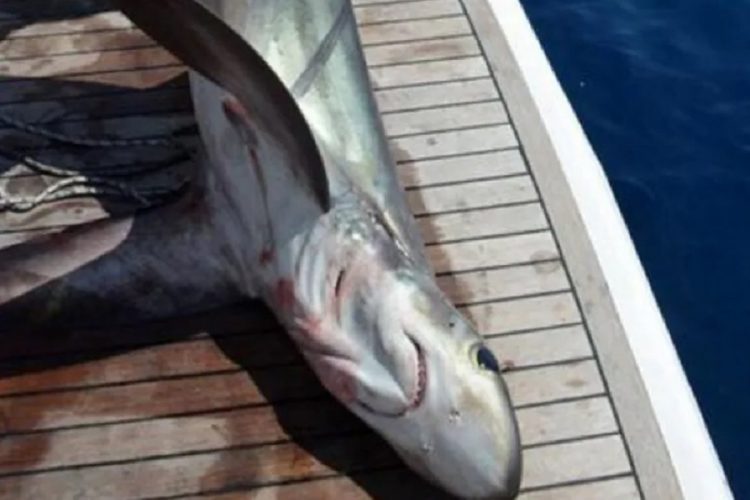 новость 20-03-2021 На пляж Анталии выбросило погибшую во время шторма акулу