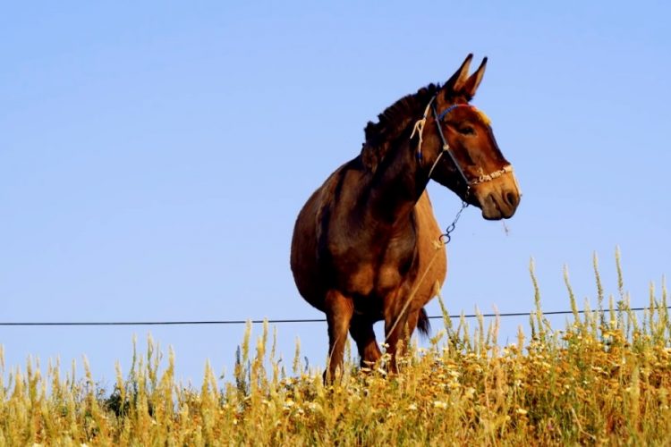 Греция снимает еще одно ограничение, приближающее страну к полному открытию