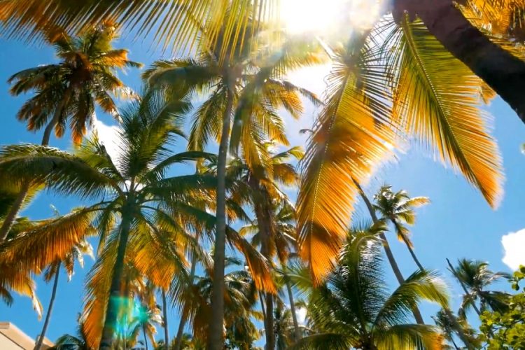 Доминикана отсрочила введение электронных анкет