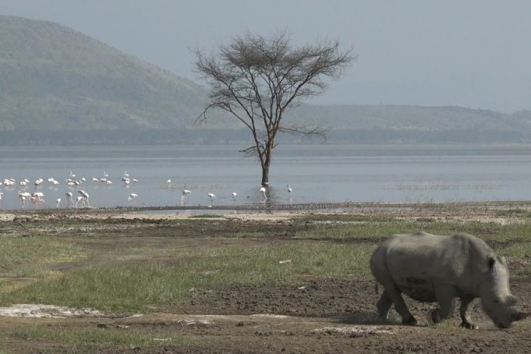 Кения рассказала о переговорах с РФ о запуске рейсов