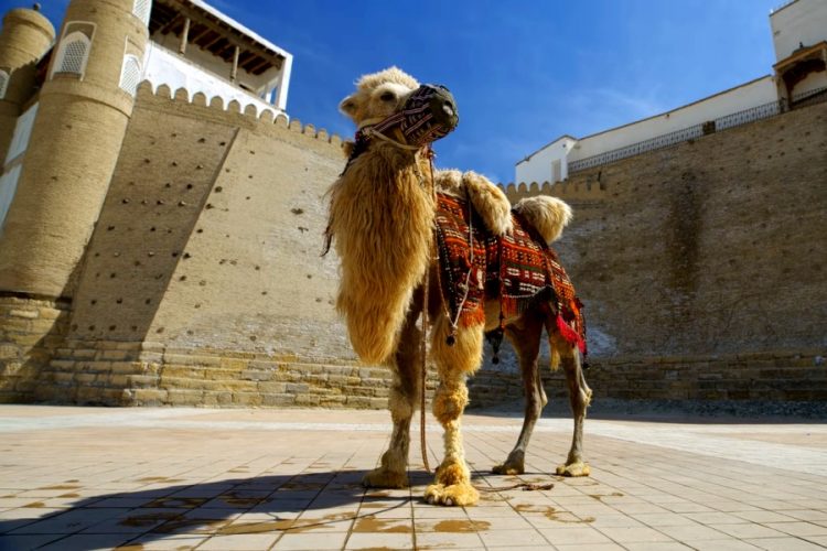 Объяснена причина низкой популярности рейсов Москва-Ташкент