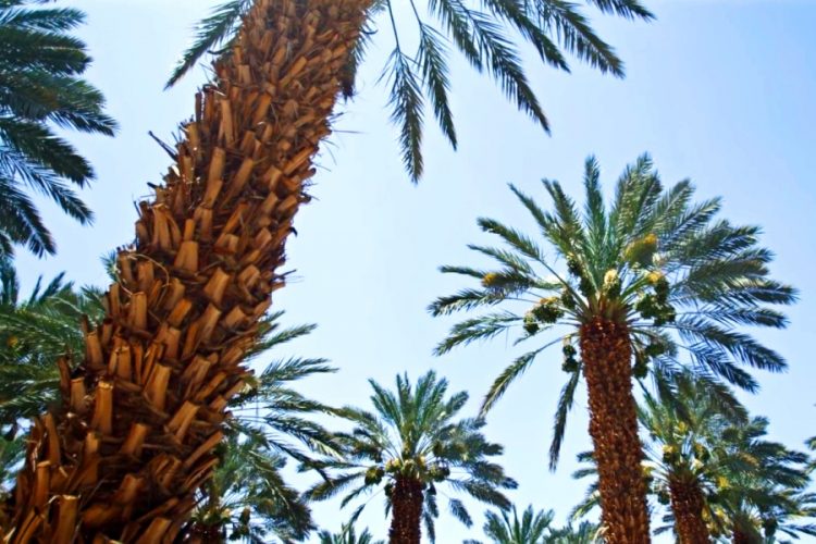 Израиль открывается с 23 апреля