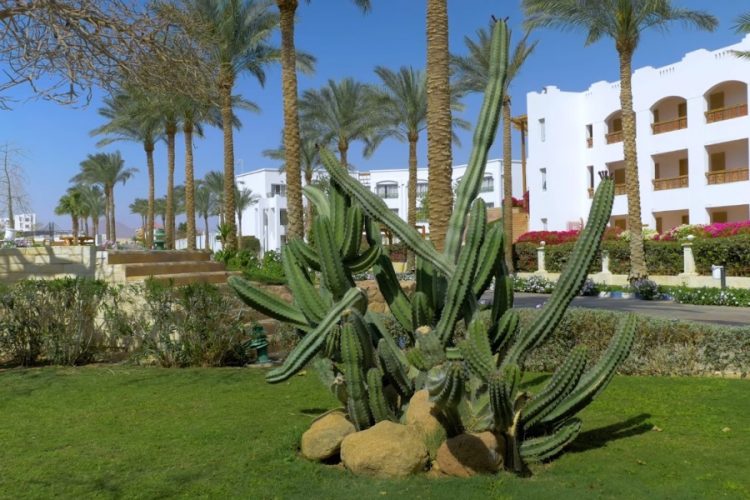 Карантин в Египте будет действовать по аналогии Турции