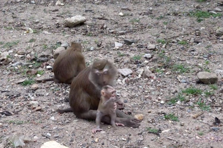 В Таиланде опровергли данные о вакцинации иностранцев