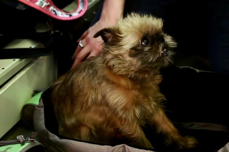 Аэрофлот меняет правила провоза животных