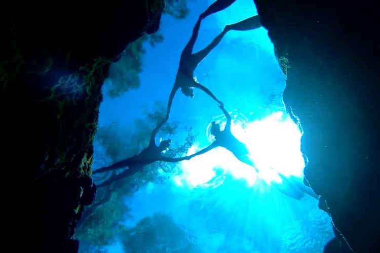 В Израиле законодательно запрещают плавать с акулами