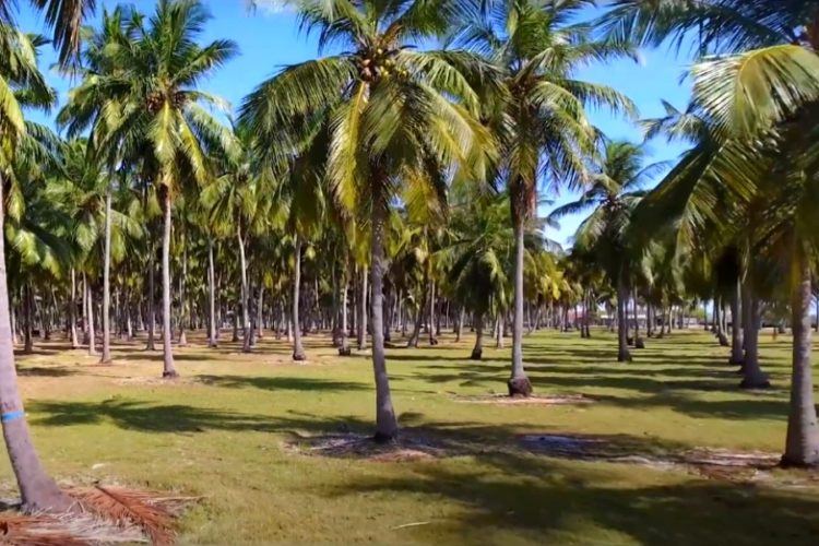 Шри-Ланка закрывает международные рейсы