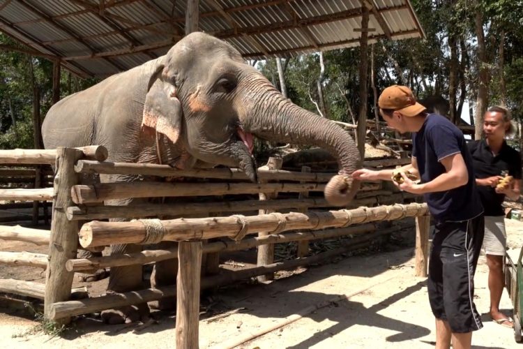 Европейцев начали медленно но уверенно привозить на Пхукет