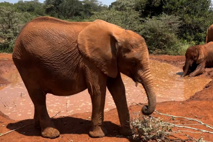 Обозначен интерес россиян к Африке