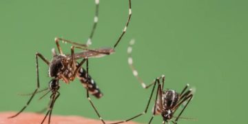 новость 06-06-2021 Курорты российского юга атаковали опасные насекомые