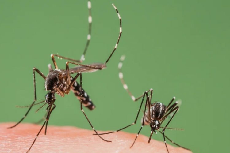 новость 06-06-2021 Курорты российского юга атаковали опасные насекомые