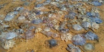 новость 24-07-2021 Пляжи Азовского моря заполонили ядовитые медузы