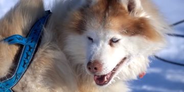Мнения о запуске "арктического" кэшбэка разделились