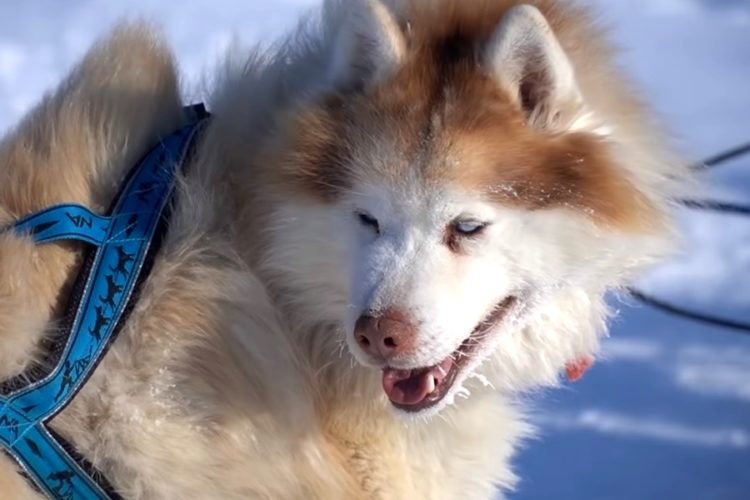 Мнения о запуске "арктического" кэшбэка разделились