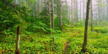 Леса Кубани не откроют для туристов в августе