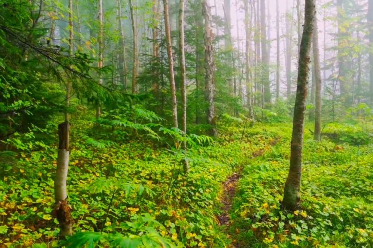 Леса Кубани не откроют для туристов в августе