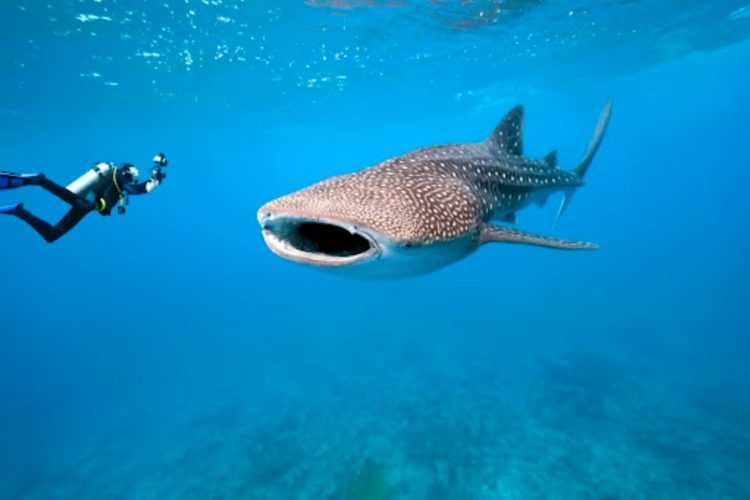 Недалеко от Хургады заметили самую большую в мире акулу