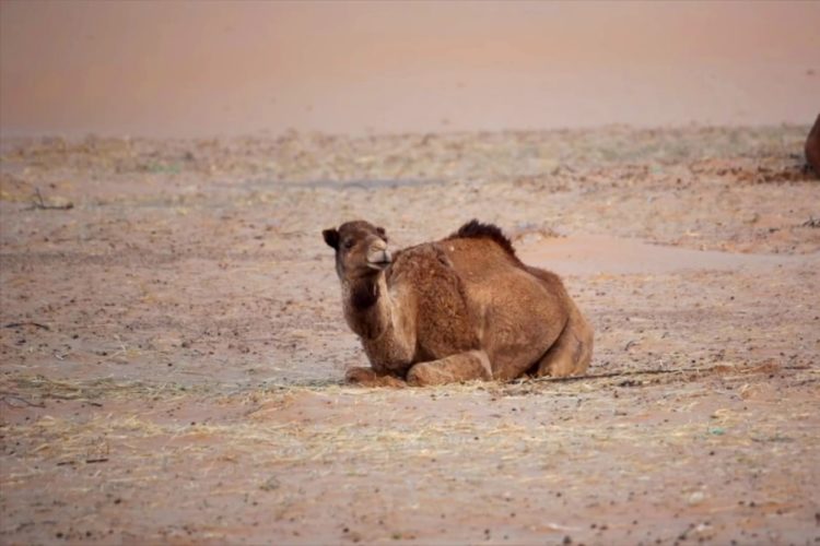 Стало понятно, как долго туры в Египет будут дорогими