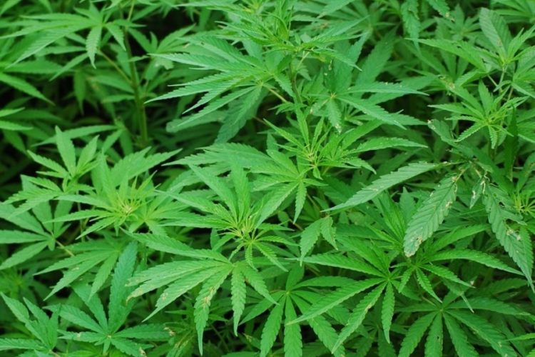 В Турции предлагают выжженные территории "пустить" под коноплю