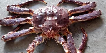 Российские туристы получили больше возможностей для охоты на крабов