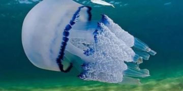 Стало известно, когда Азовское море избавится от медуз