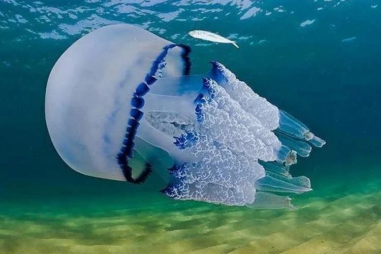 Стало известно, когда Азовское море избавится от медуз