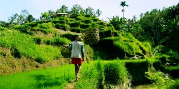 Популярные среди туристов зверьки начали нападать на деревни острова Бали