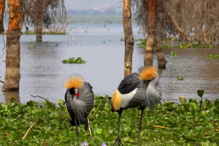 Россиянам предлагают уникальный продукт в африканской стране