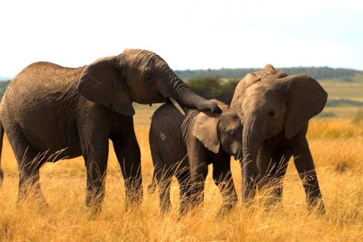 Как для россиян открыли страну, которая закрытой не была