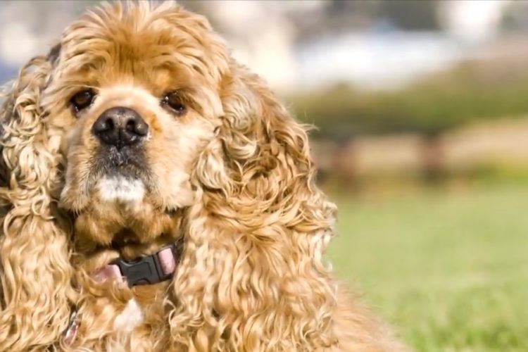 Собаки начали распознавать коронавирус в аэропортах