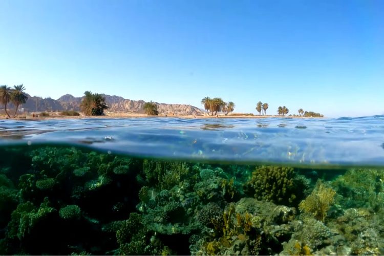В Южном Синае рассказали, кто помогает восстанавливать турпоток