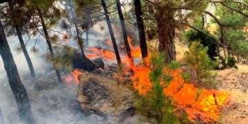 Задержанных из-за пожаров в Анталье россиян отпустили