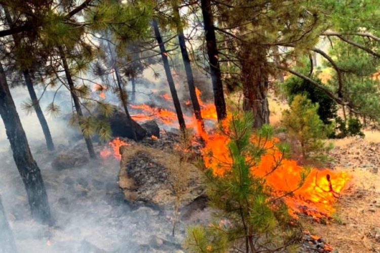 Задержанных из-за пожаров в Анталье россиян отпустили