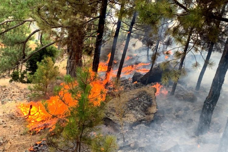Россиян обвиняют в пожарах в Турции
