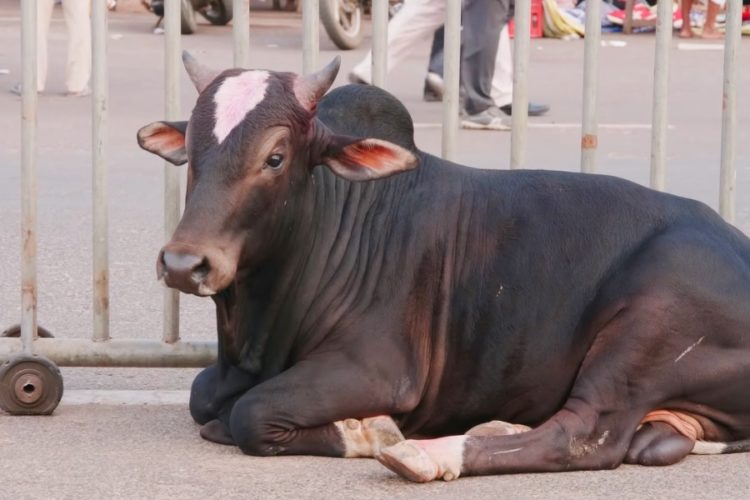 Индия открыла аэропорт, в который туристы не захотят лететь