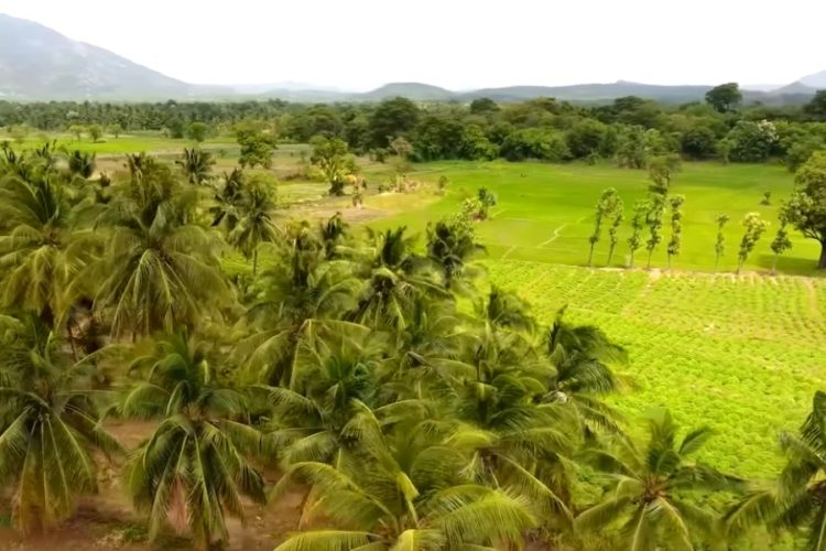 Рейсы на Шри-Ланку стали дешевле на 20% для россиян