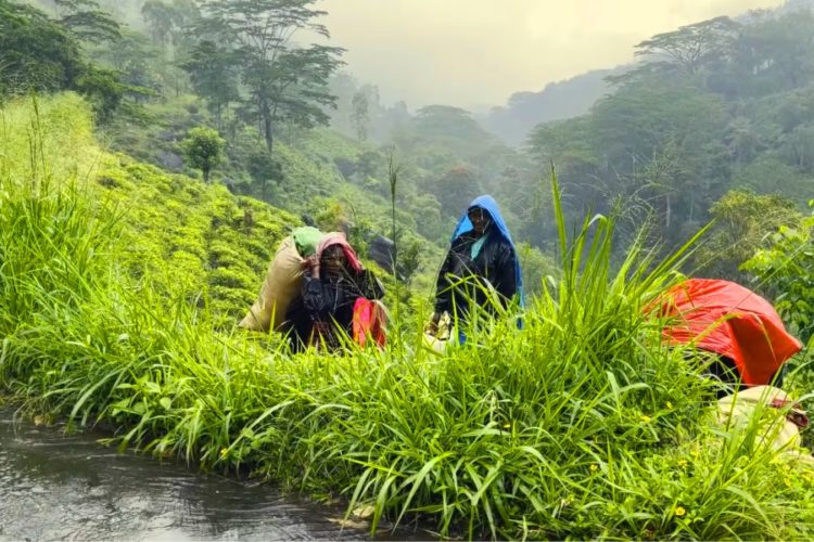 Послабления требований к туристам на Шри-Ланке могут остаться незамеченными