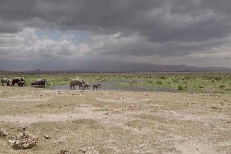 Все больше стран отменяют запреты для африканских граждан