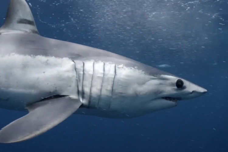 Огромная акула напугала очевидцев у берегов Хургады