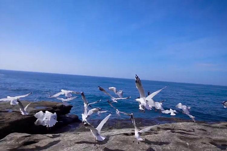 Австралия признала российскую вакцину