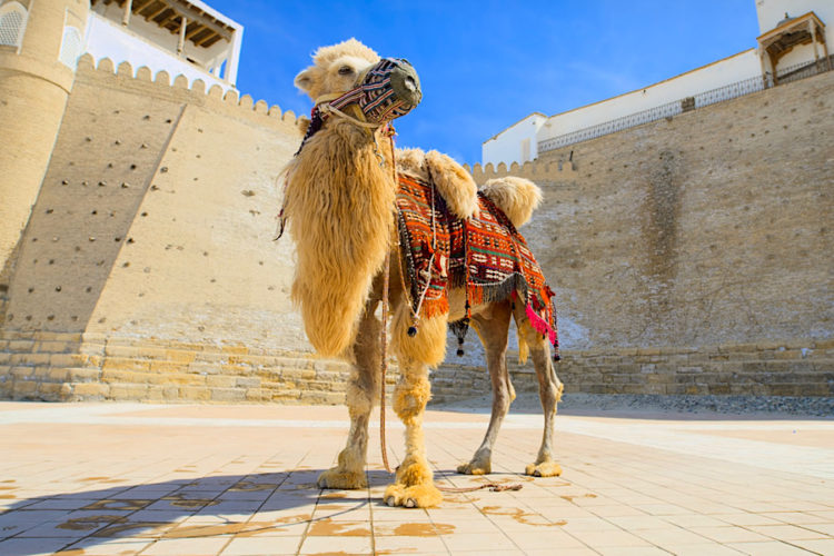 Узбекистан вводит новые правила для иностранцев