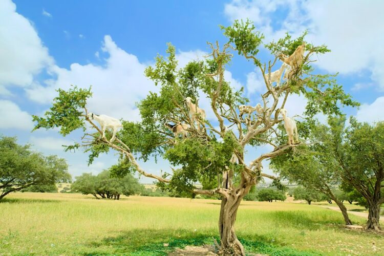 Первые рейсы в Марокко демонстрируют неплохую загрузку