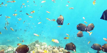 Туриста посадят на 10 лет в тюрьму из-за фотографии с рифом