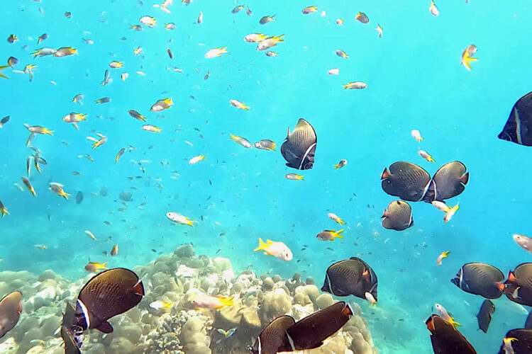 Туриста посадят на 10 лет в тюрьму из-за фотографии с рифом